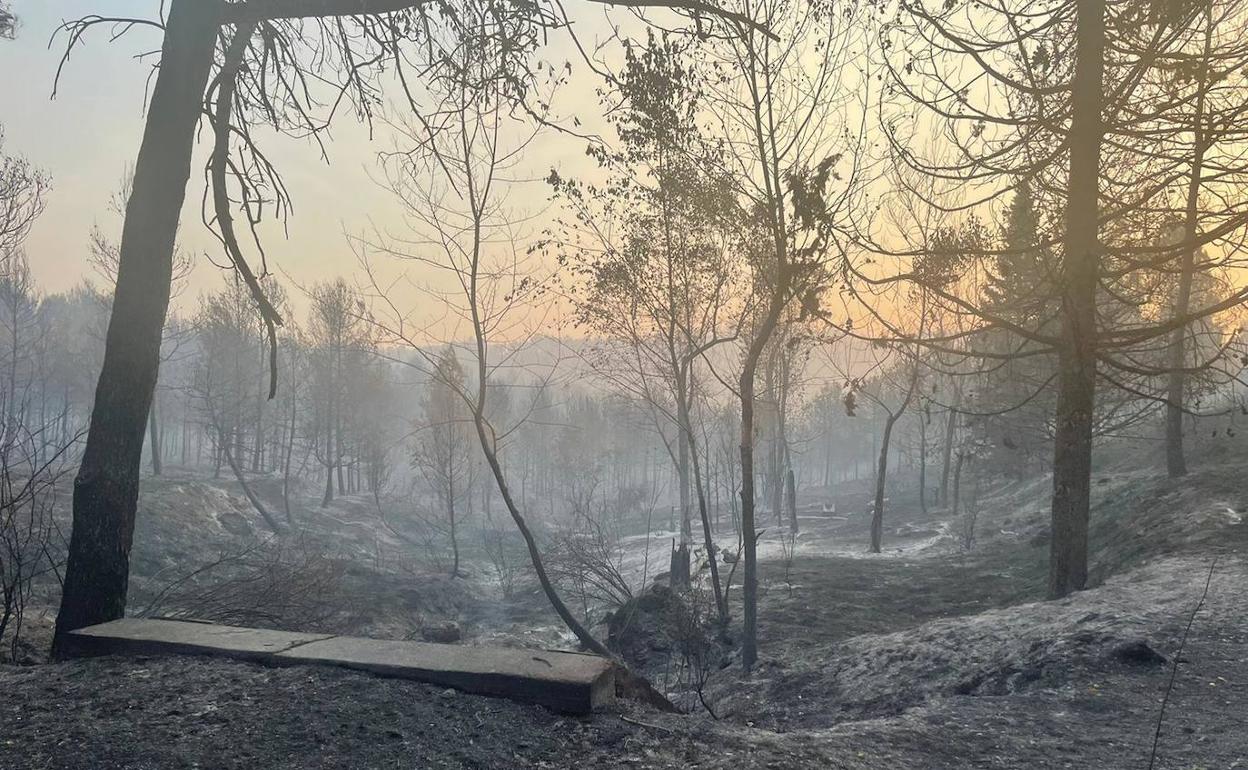 Terreno calcinado por el incendio de Vall d'Ebo