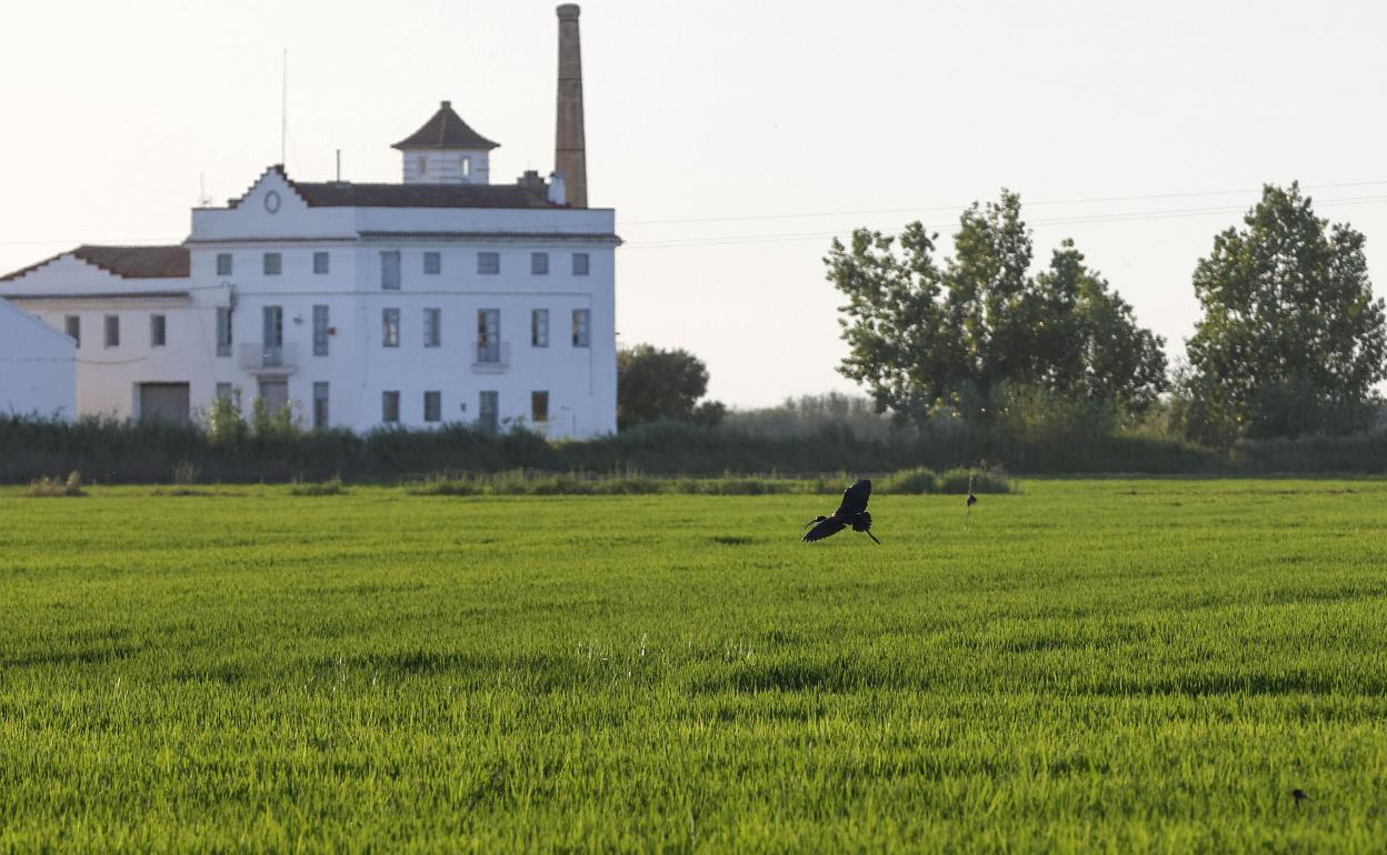 Campo de arroz en el momento de la maduración. 