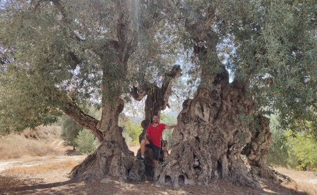 Imagen principal - Arriba, Pau Ferrando en uno de los olivos milenarios de los que extraen su aceite M de Mil.lenàries. Abajo, la agrotienda y la fachada de la almazara, en Millena.