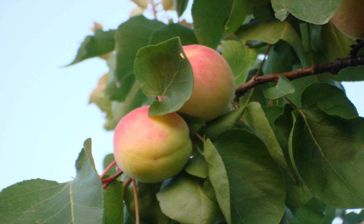 Albaricoques cultivados en Ontinyent. 