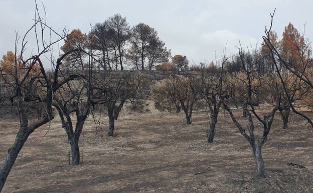 Olivar quemado en la Vall d'Alcalà. 