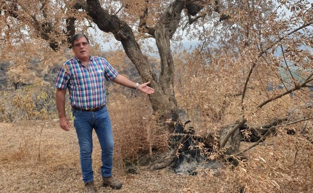 Ximo, agricultor y bombero forestal, junto a uno de los olivos afectados por el incendio. 