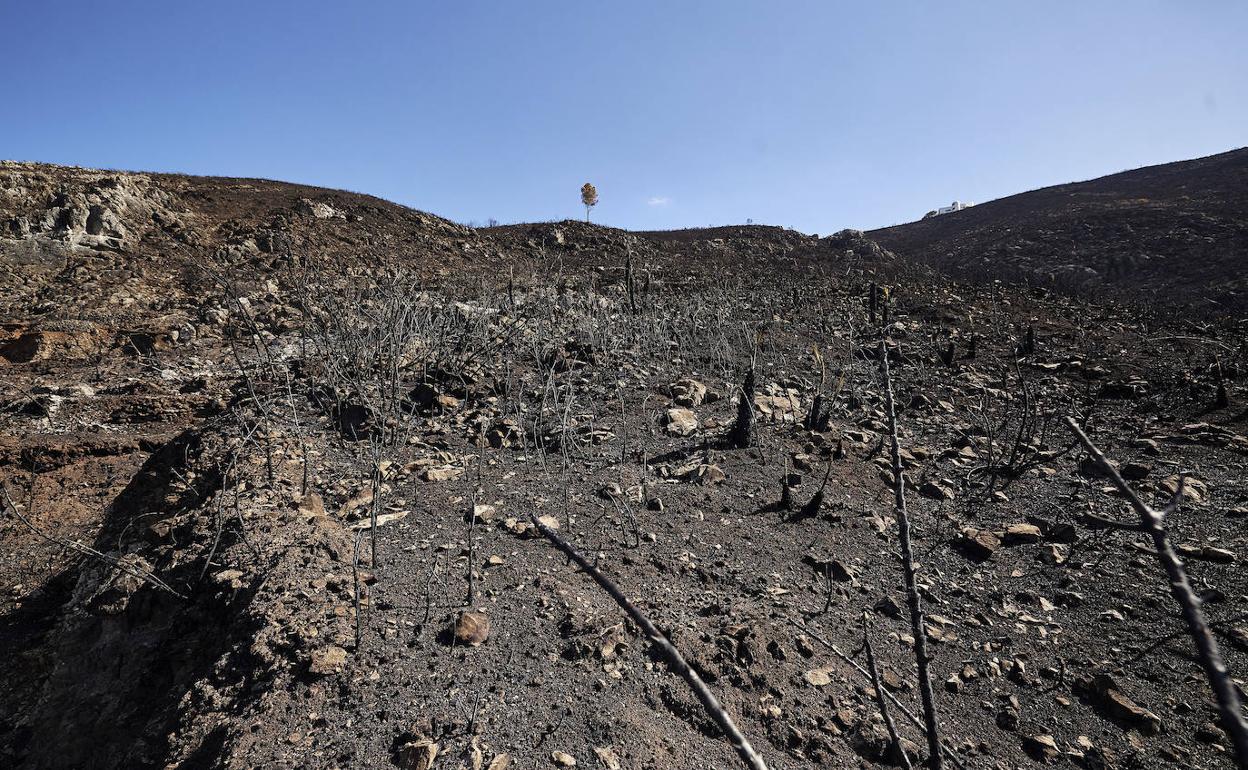 Terrenos calcinados por el incendio de Vall d'Ebo, ya extinguido. 