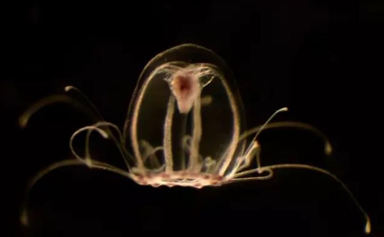 Medusa inmortal (Turritopsis dohrnii)