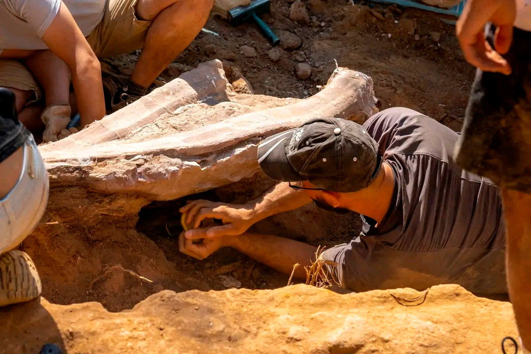 Fotos: El accidental hallazgo fósil del dinosaurio más grande en Europa