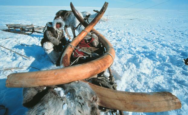 Colmillos de un mamut de hace 23.000 años encontrados bajo el hielo en Siberia. 