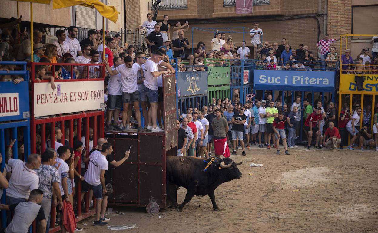 Un espectáculo de bous en Alcora. 