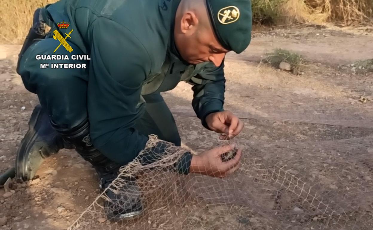 Uno de los agentes libera a una de las aves de la trampa en un momento de la operación. 