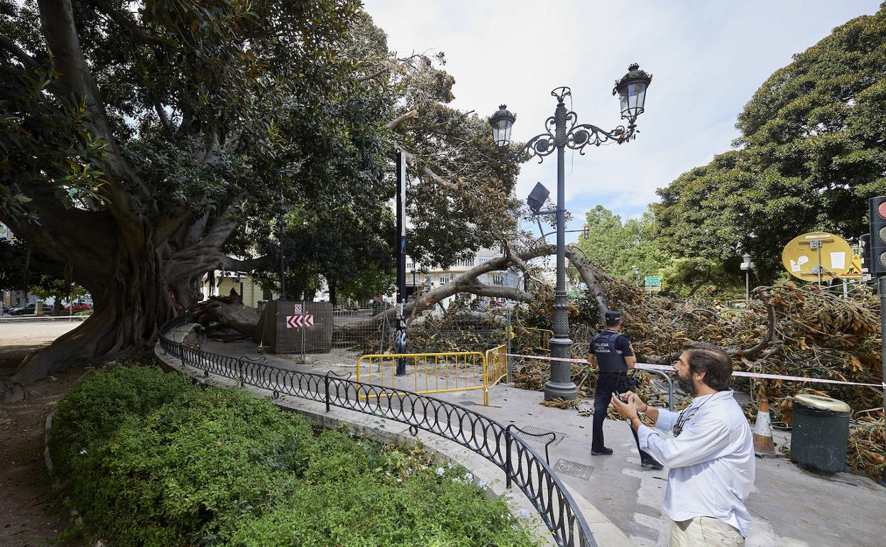 El árbol caído, esta tarde en el jardín del Parterre. 