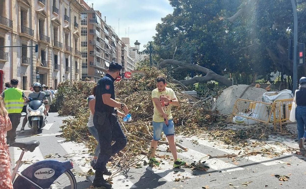 La zona afectada, con una rama de gran tamaño caída al fondo de la imagen. 