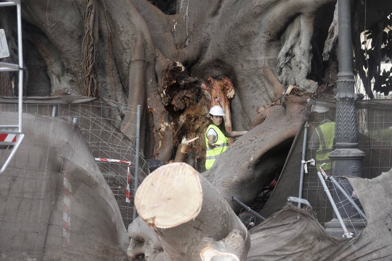 Fotos: Caída de uno de los ficus protegidos del Parterre