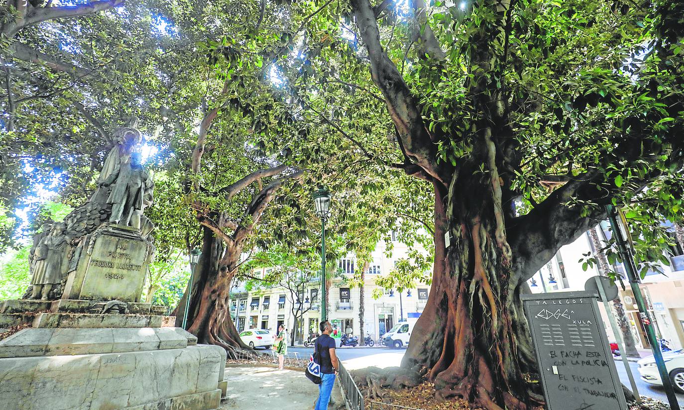 En la ciudad hay más árboles monumentales como el de la imagen en Gran Vía Marques del Turia. 