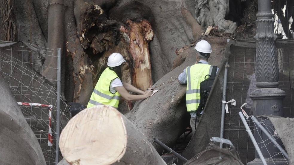 Podan el ficus centenario del Parterre que se desplomó