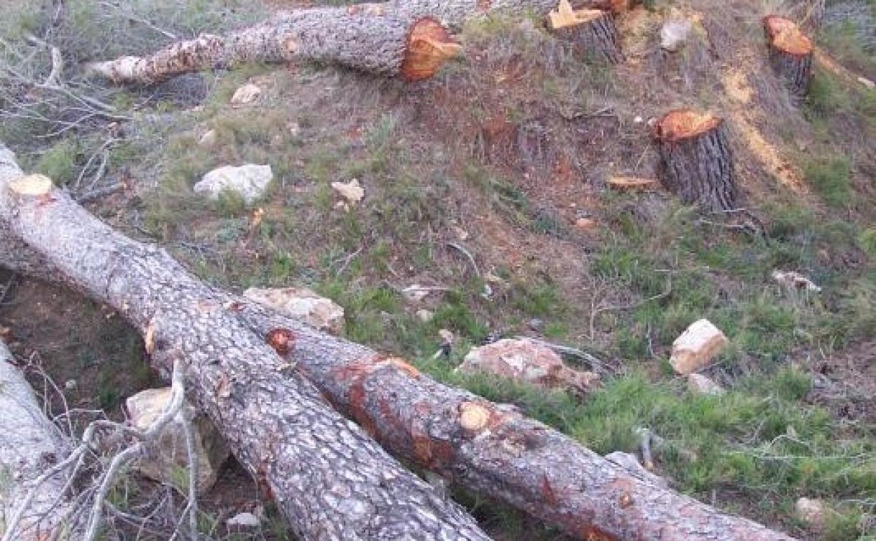 Tala  de pinos en una sierra de la comarca. 