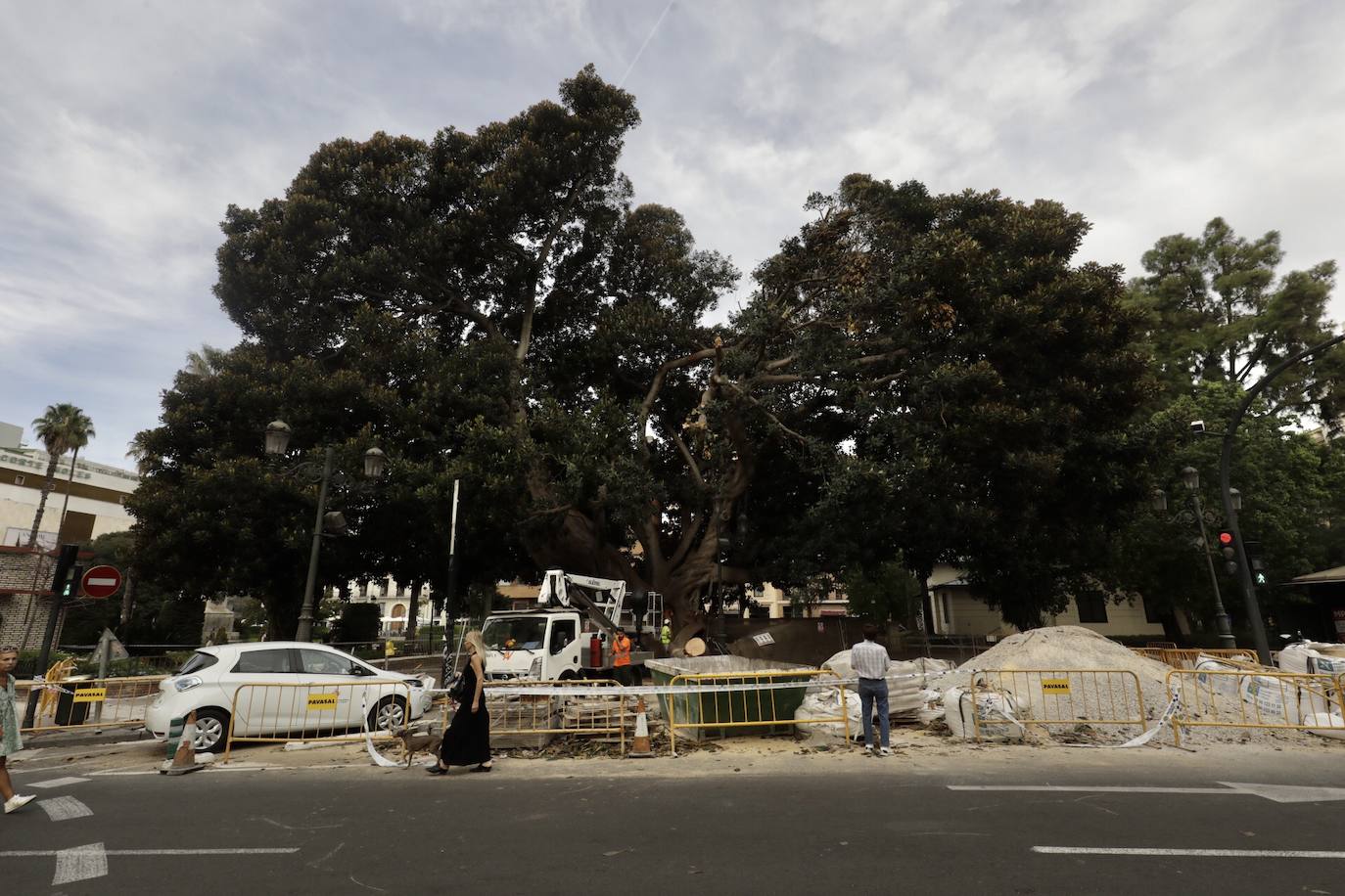 Fotos: Podan el ficus centenario del Parterre que se desplomó