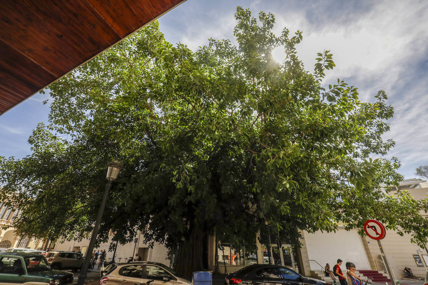 Fotos: Árboles monumentales de Valencia que pasan por el quirófano