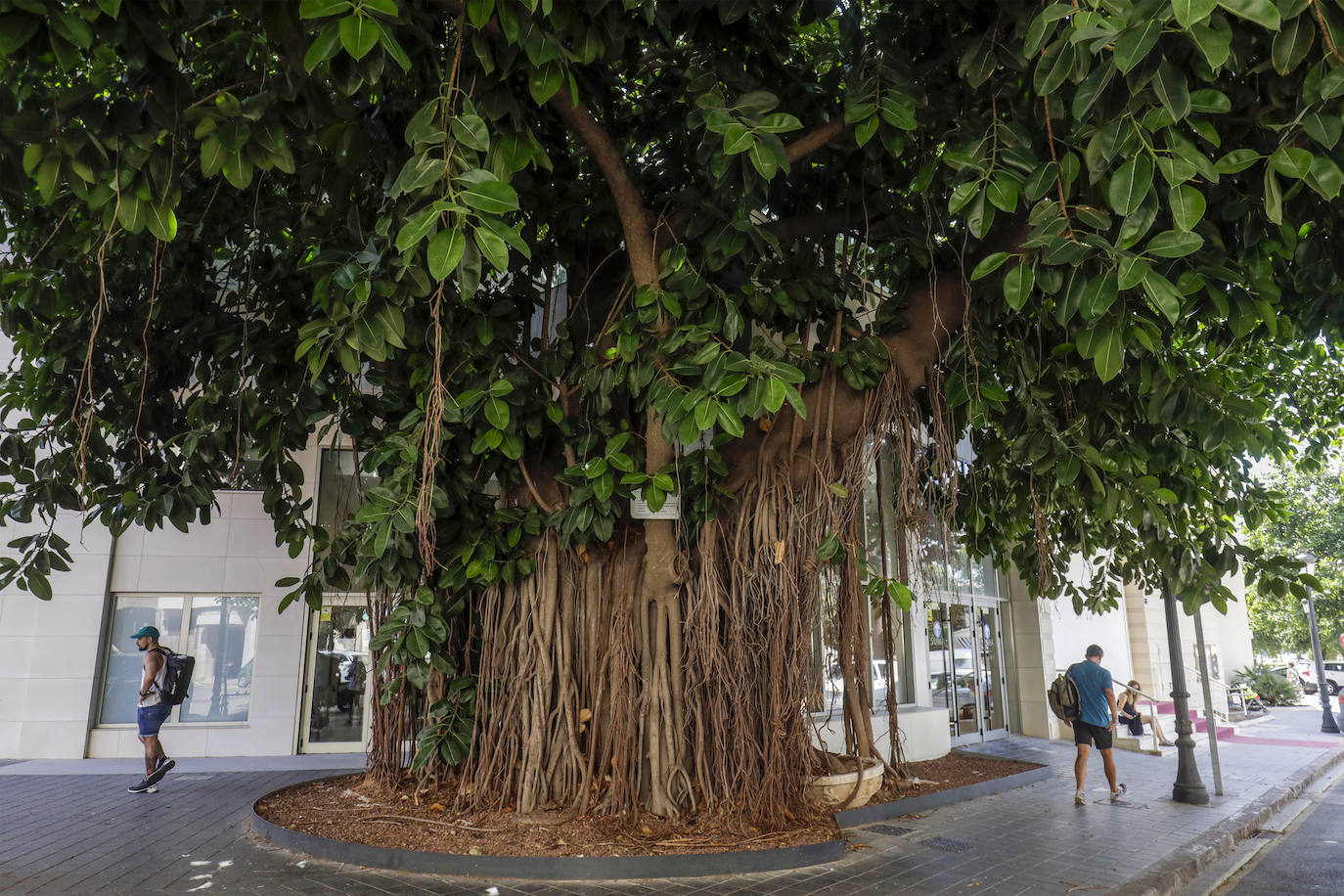 Fotos: Árboles monumentales de Valencia que pasan por el quirófano