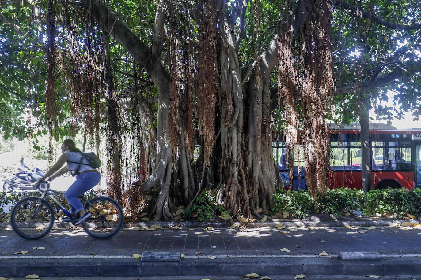 Fotos: Árboles monumentales de Valencia que pasan por el quirófano