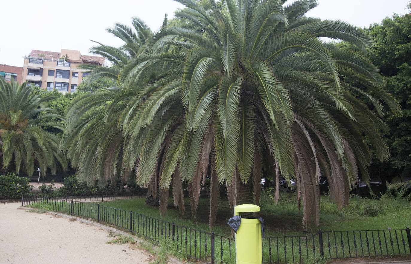 Así está Valencia: abandono evidente de las zonas ajardinadas