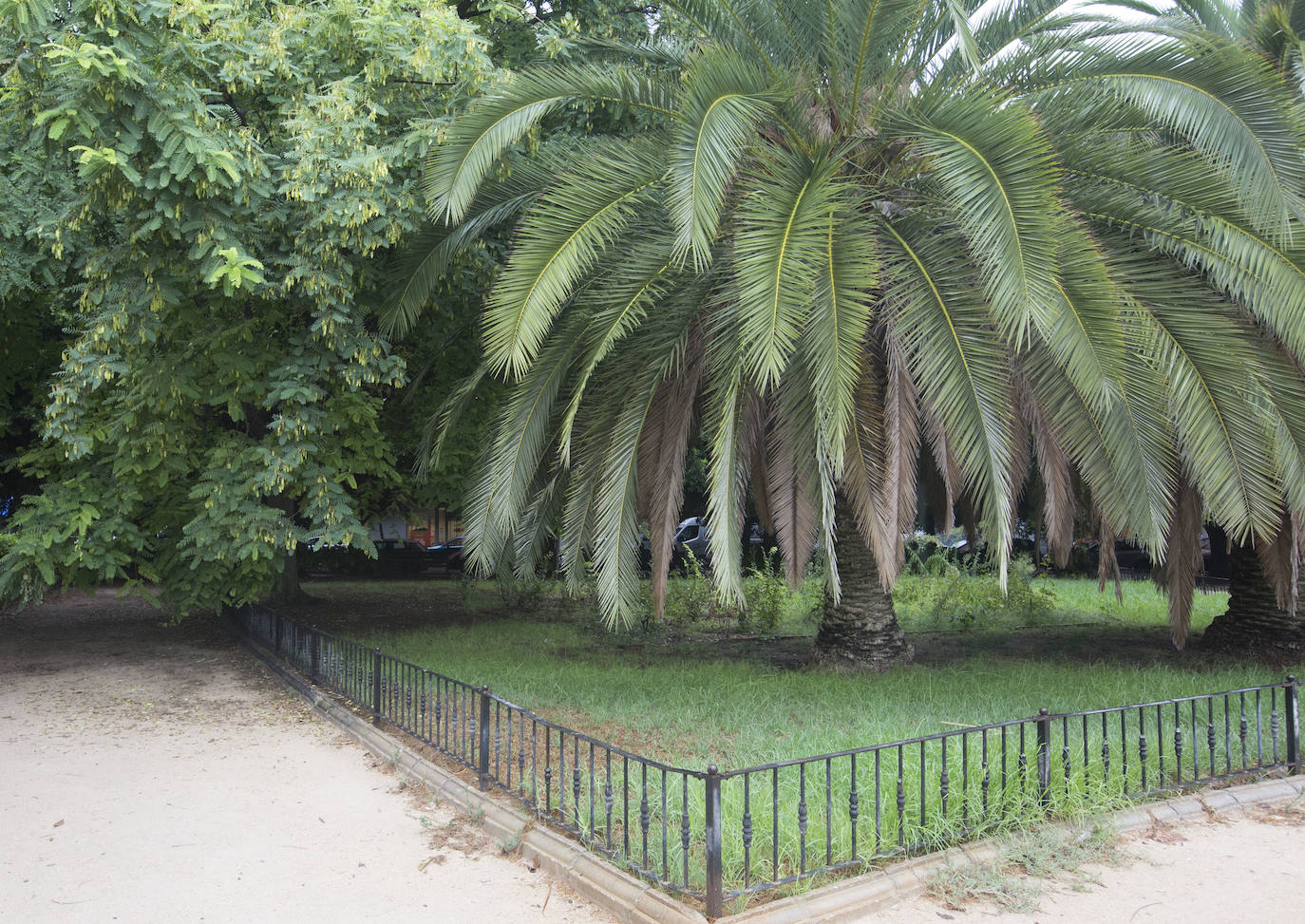 Así está Valencia: abandono evidente de las zonas ajardinadas