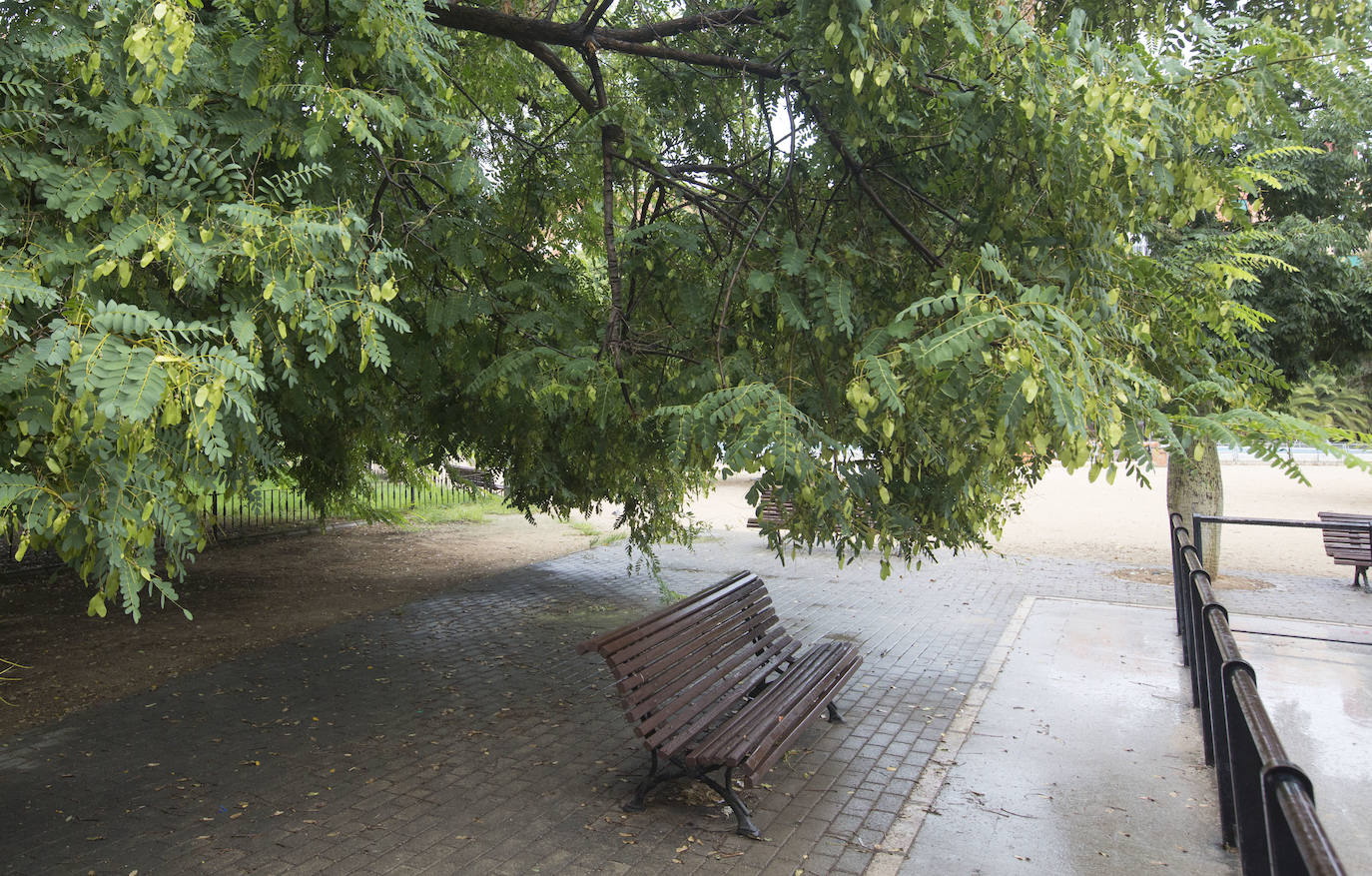 Así está Valencia: abandono evidente de las zonas ajardinadas