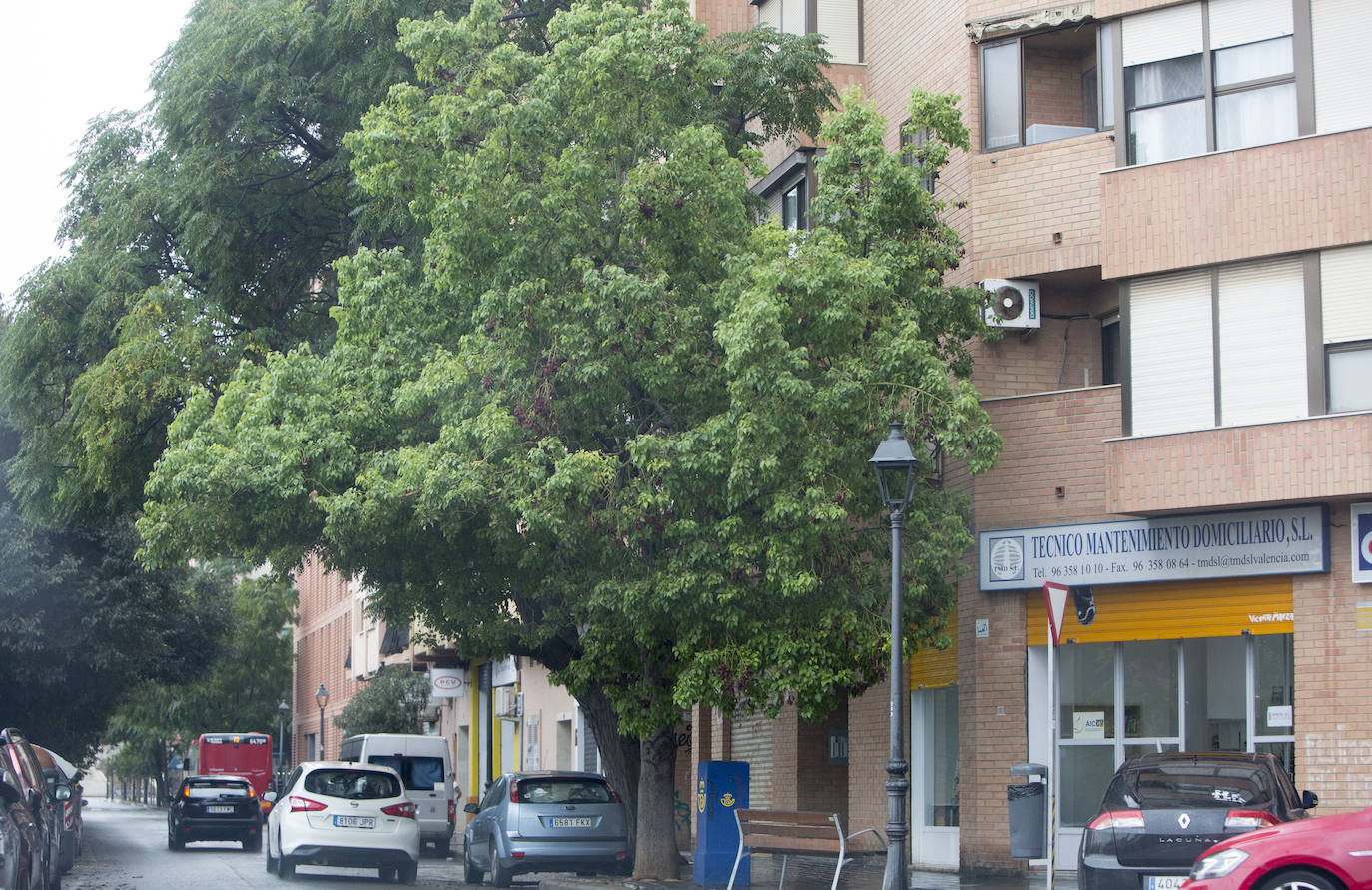 Así está Valencia: abandono evidente de las zonas ajardinadas