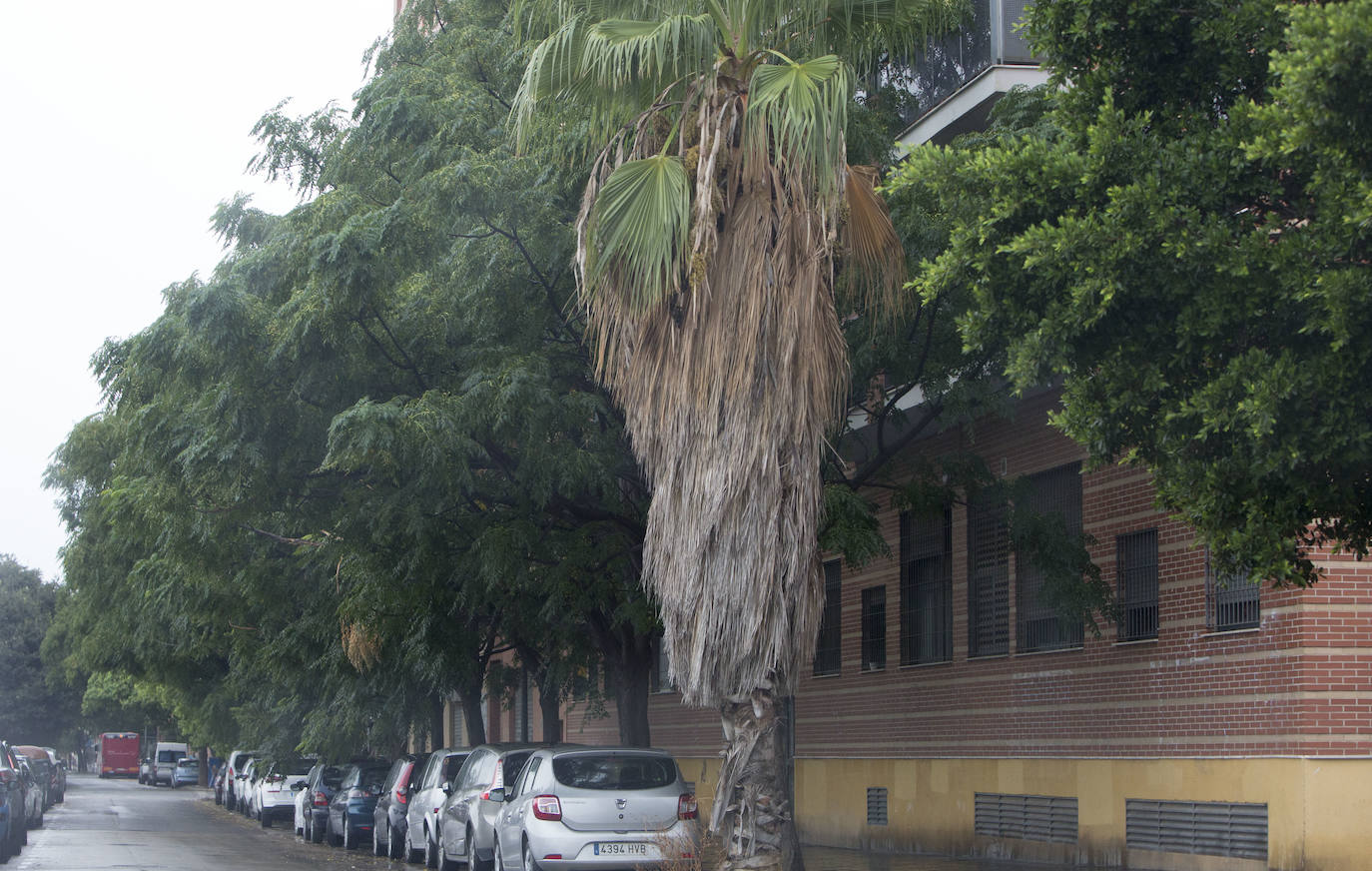 Así está Valencia: abandono evidente de las zonas ajardinadas