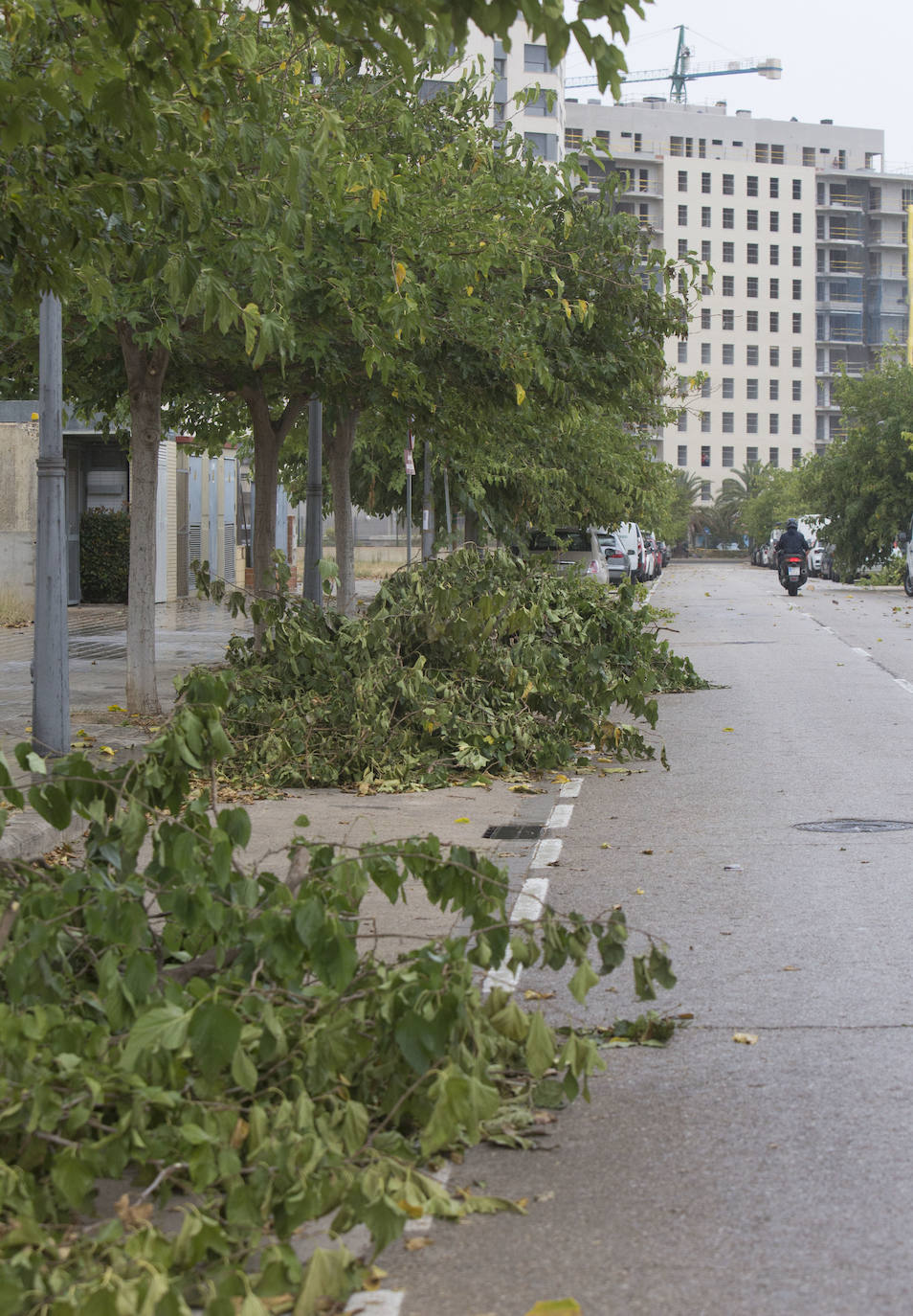 Así está Valencia: abandono evidente de las zonas ajardinadas