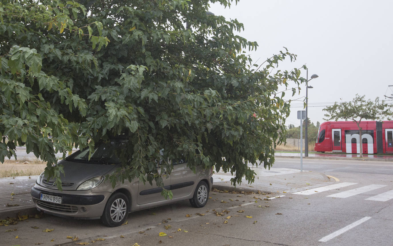 Así está Valencia: abandono evidente de las zonas ajardinadas