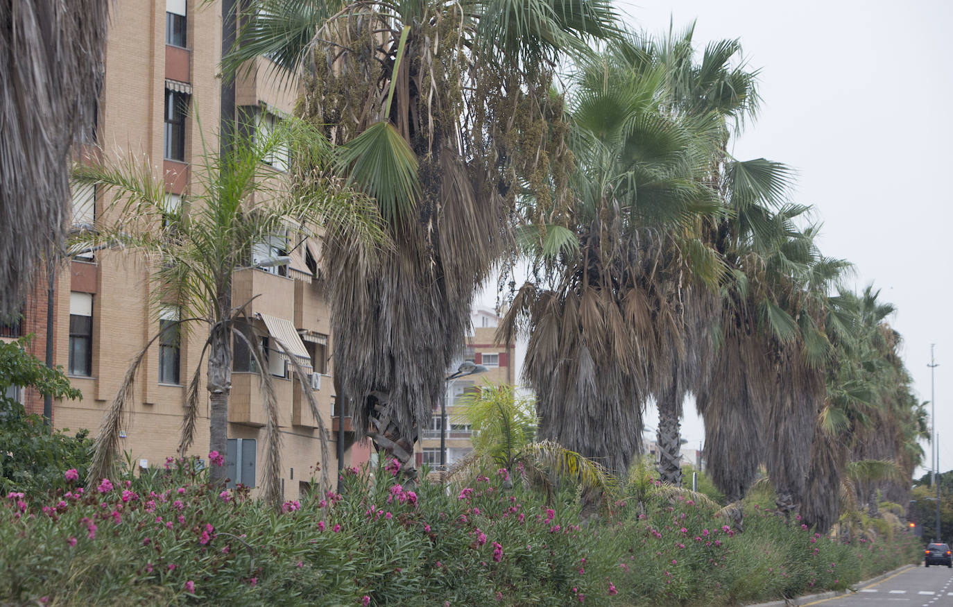 Así está Valencia: abandono evidente de las zonas ajardinadas