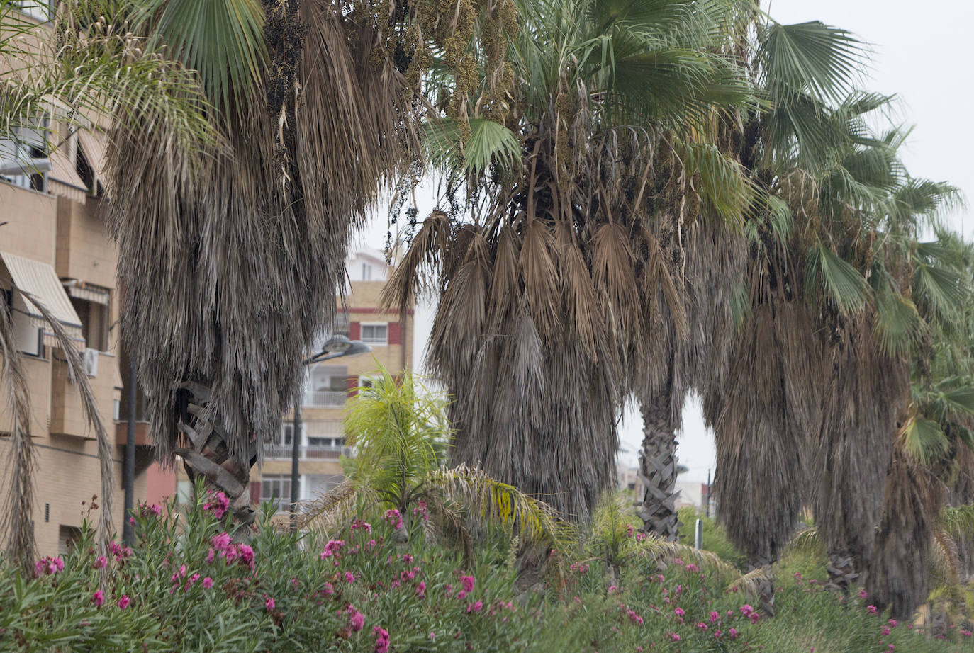 Así está Valencia: abandono evidente de las zonas ajardinadas