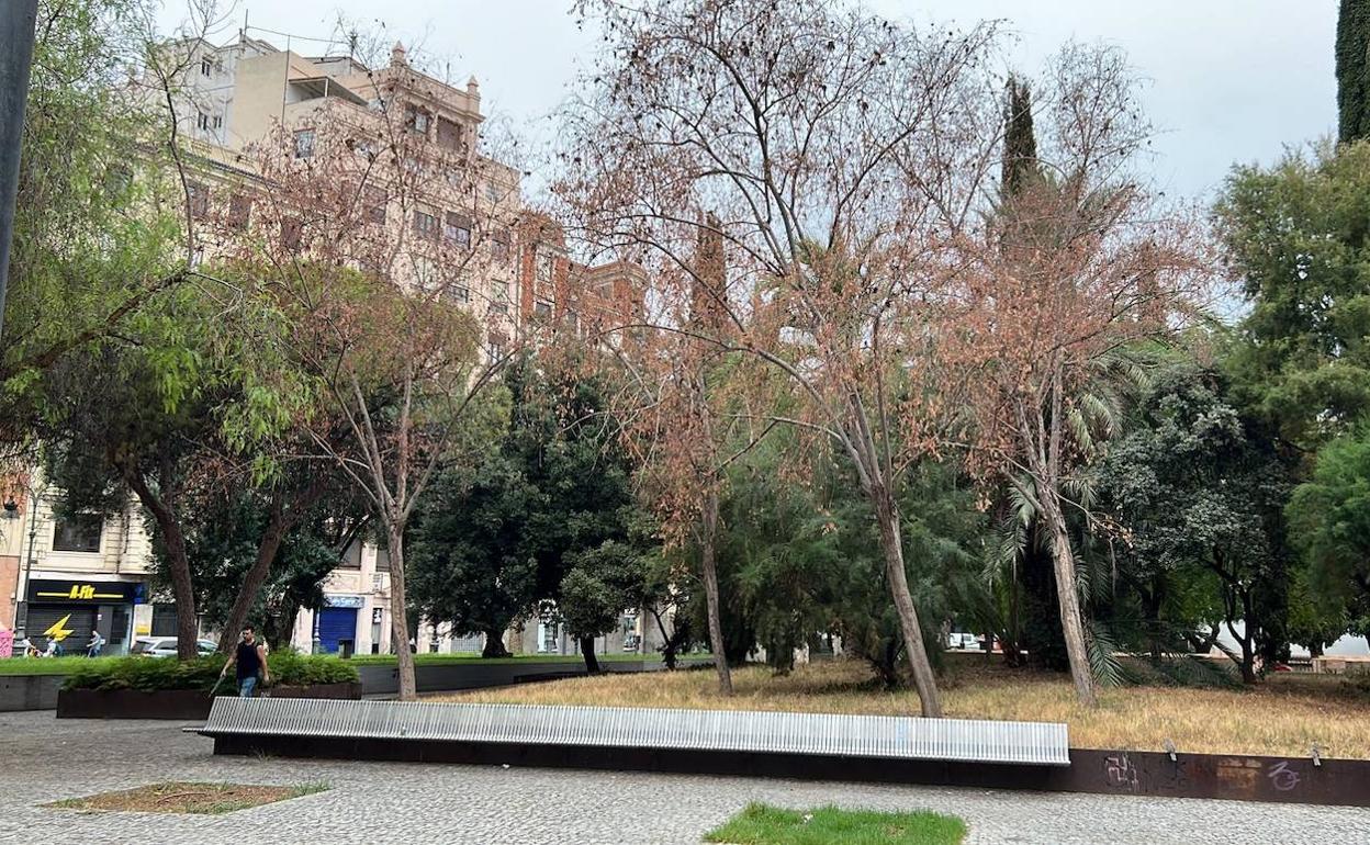 Árboles en mal estado en el jardín del Hospital. 