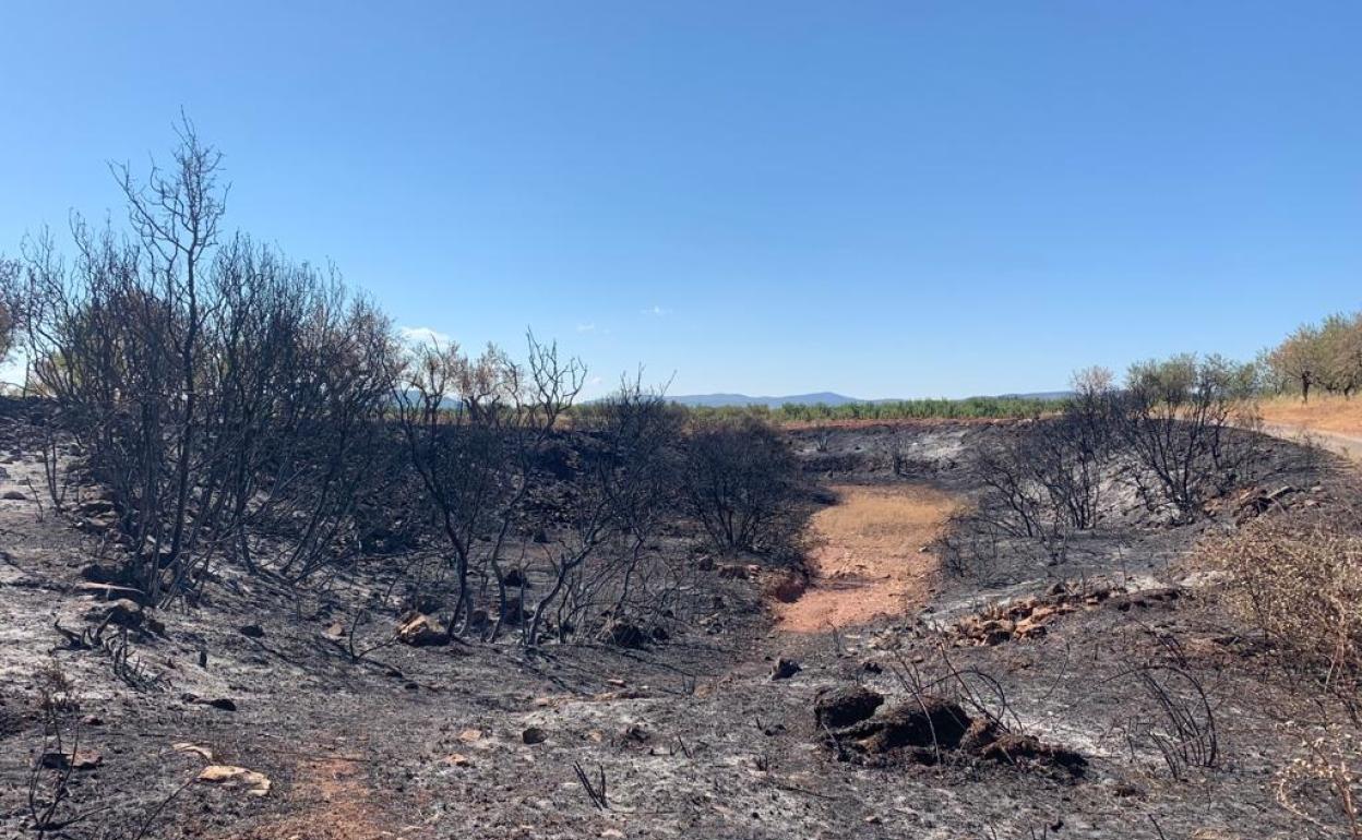 Cultivos calcinados en Viver por el incendio de Bejís del pasado mes de agosto. 