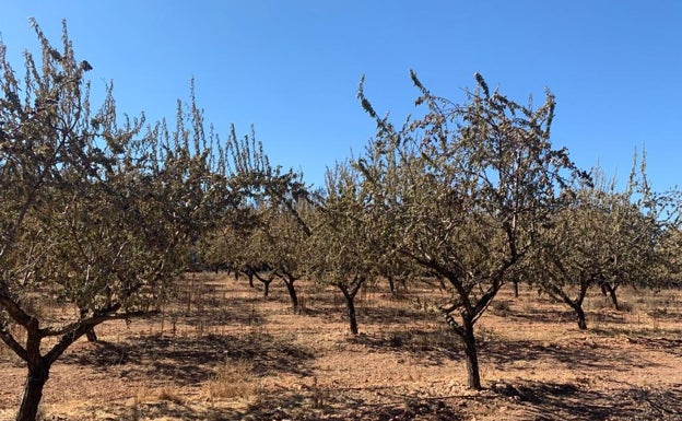 Almendros afectados por el incendio que ha afectado a la cosecha de este año. 