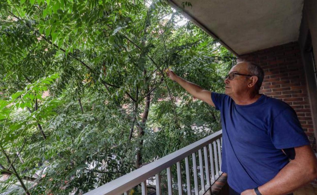 Ramón Olmos, vecino de San Isidro, con las ramas de melia dentro de su balcón. 