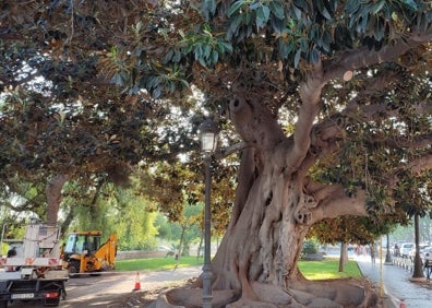Imagen secundaria 1 - Ficus de Blanquerías, junto a las Torres de Serranos y ficus elástica de la Alameda. 