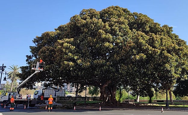 Imagen principal - Ficus de Blanquerías, junto a las Torres de Serranos y ficus elástica de la Alameda. 