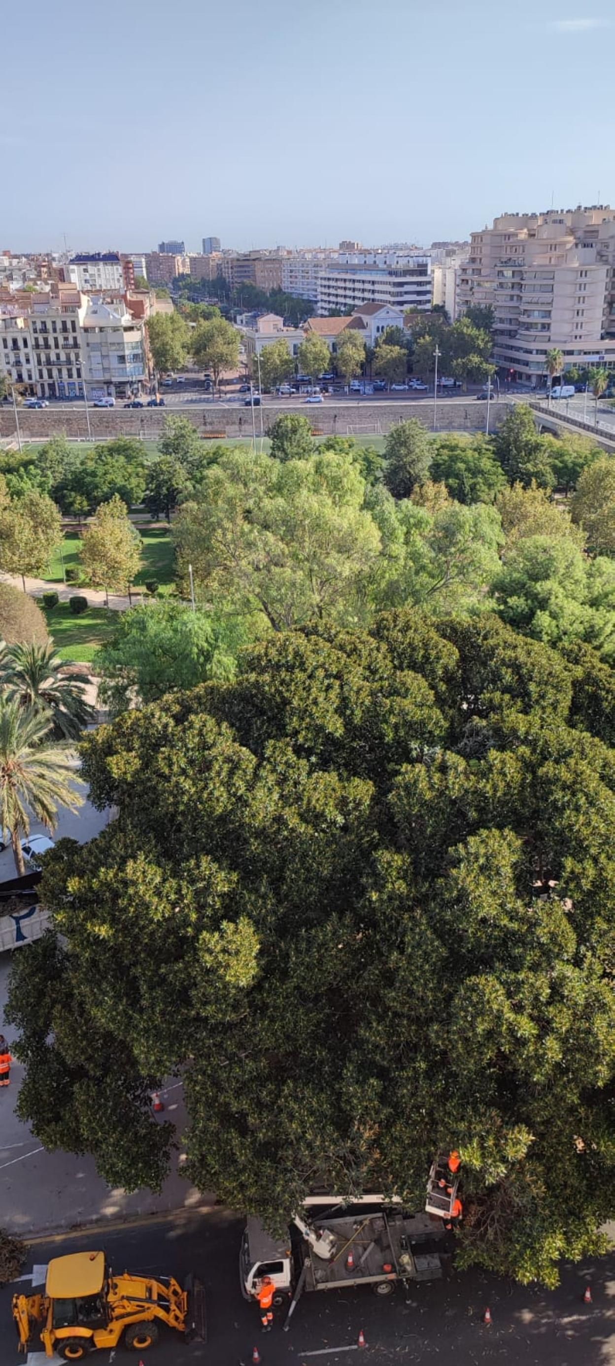 Poda de un ficus junto a las torres de Serranos. ayto. valencia