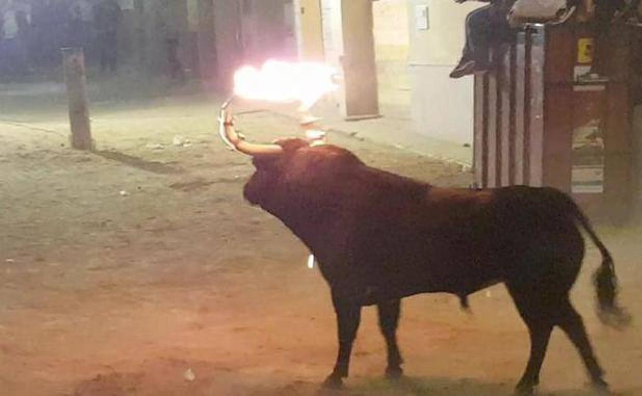Un bou embolat en un festejo. 