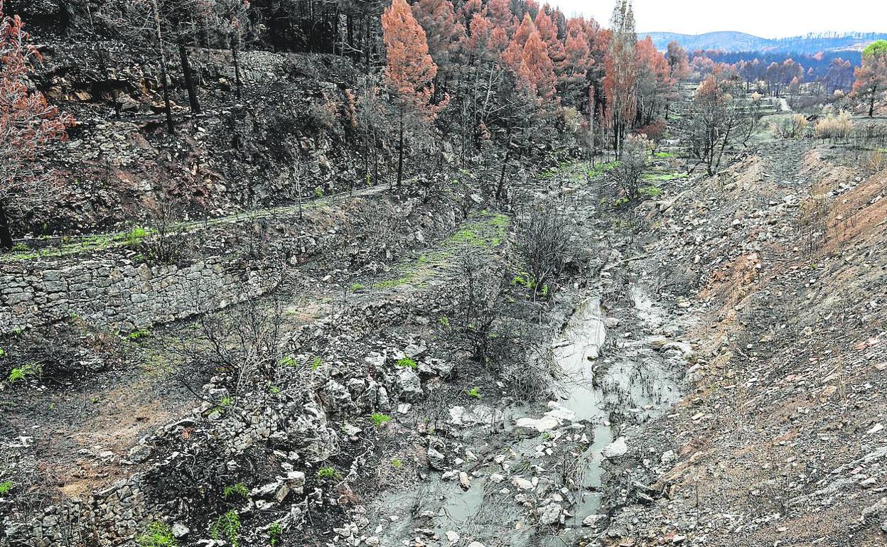 El río Palancia negro por las cenizas. 