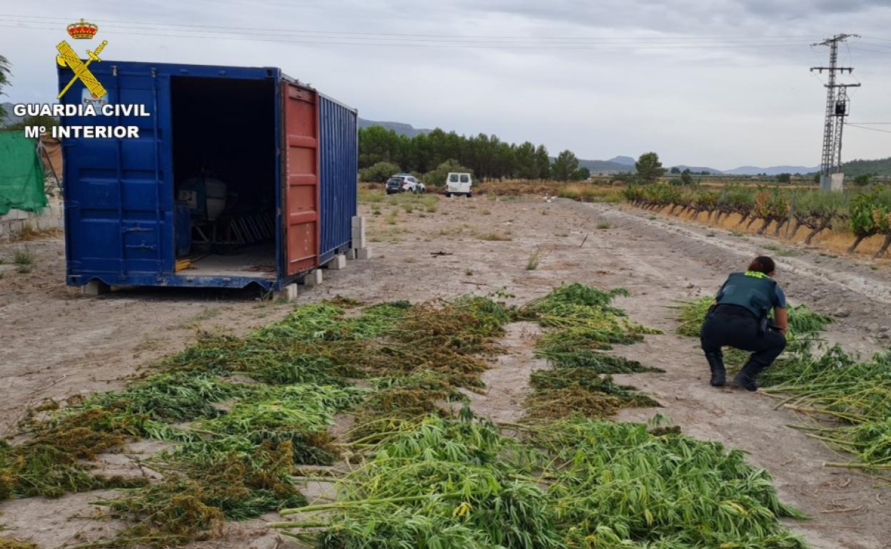 Un agente comprueba los ejemplares localizados en la parcela. 