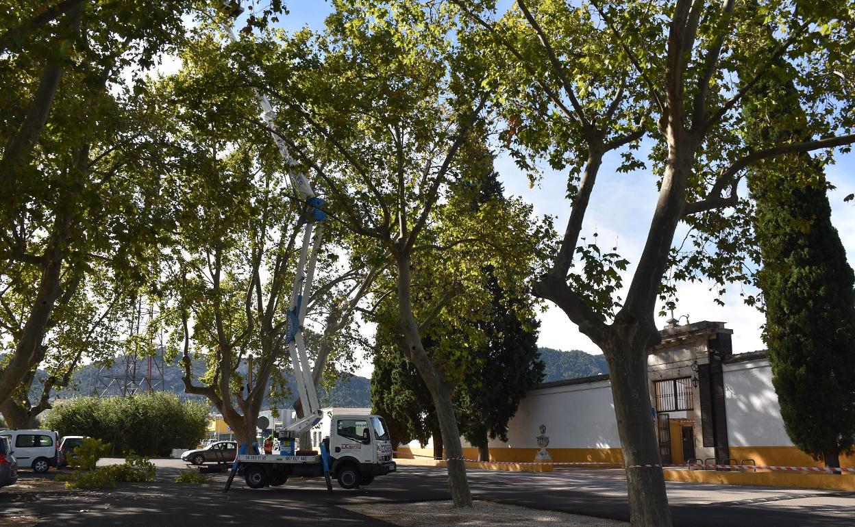 Los trabajos de poda y revisión se han iniciado en la explanada del cementerio. 