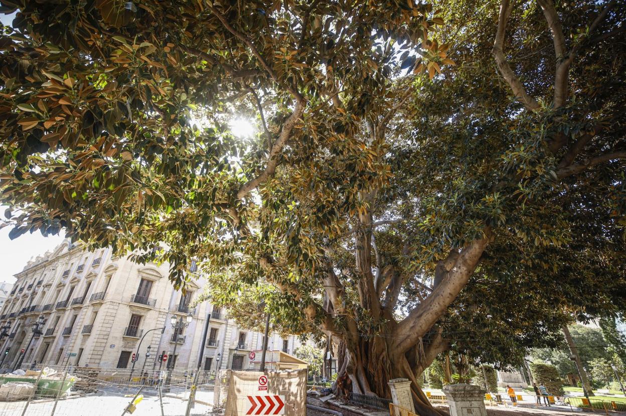 El ficus del Parterre, este miércoles. jesús signes