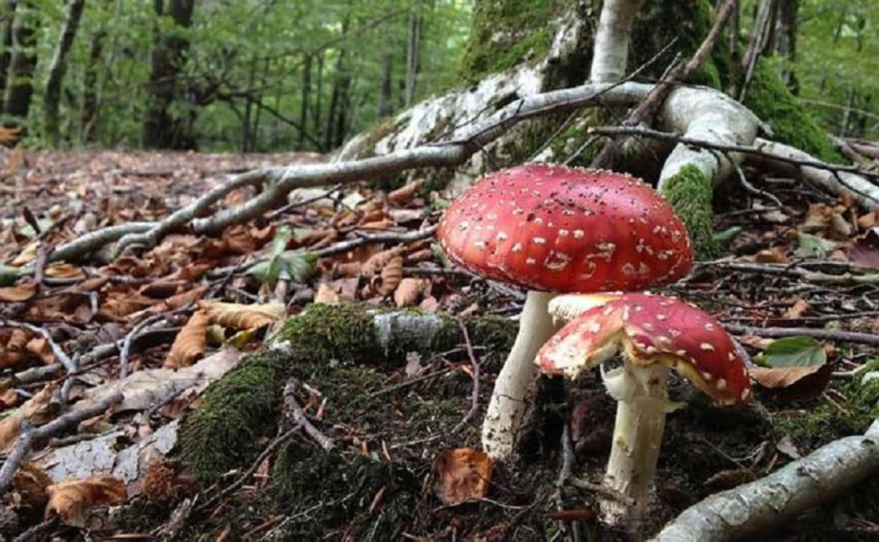 Amanita Muscaria, una de las setas más venenosas.