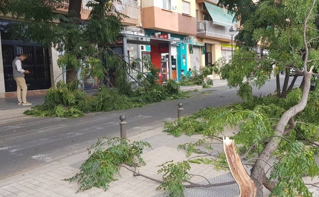 En Valencia caen tres árboles al día