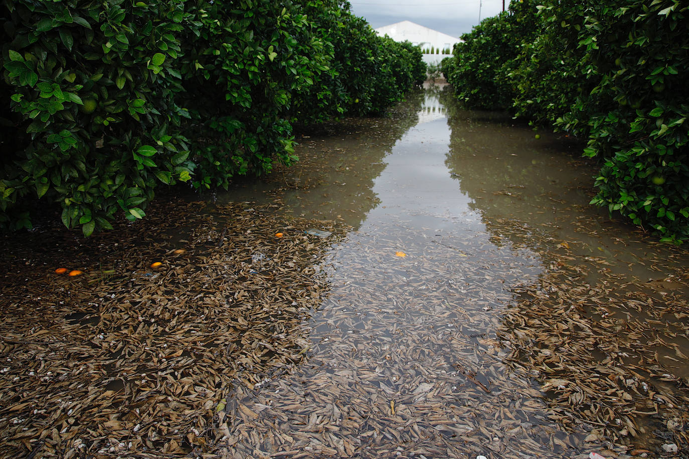 Las precipitaciones que esta madrugada han estado focalizadas en el sur de la comarca de la Ribera Alta.