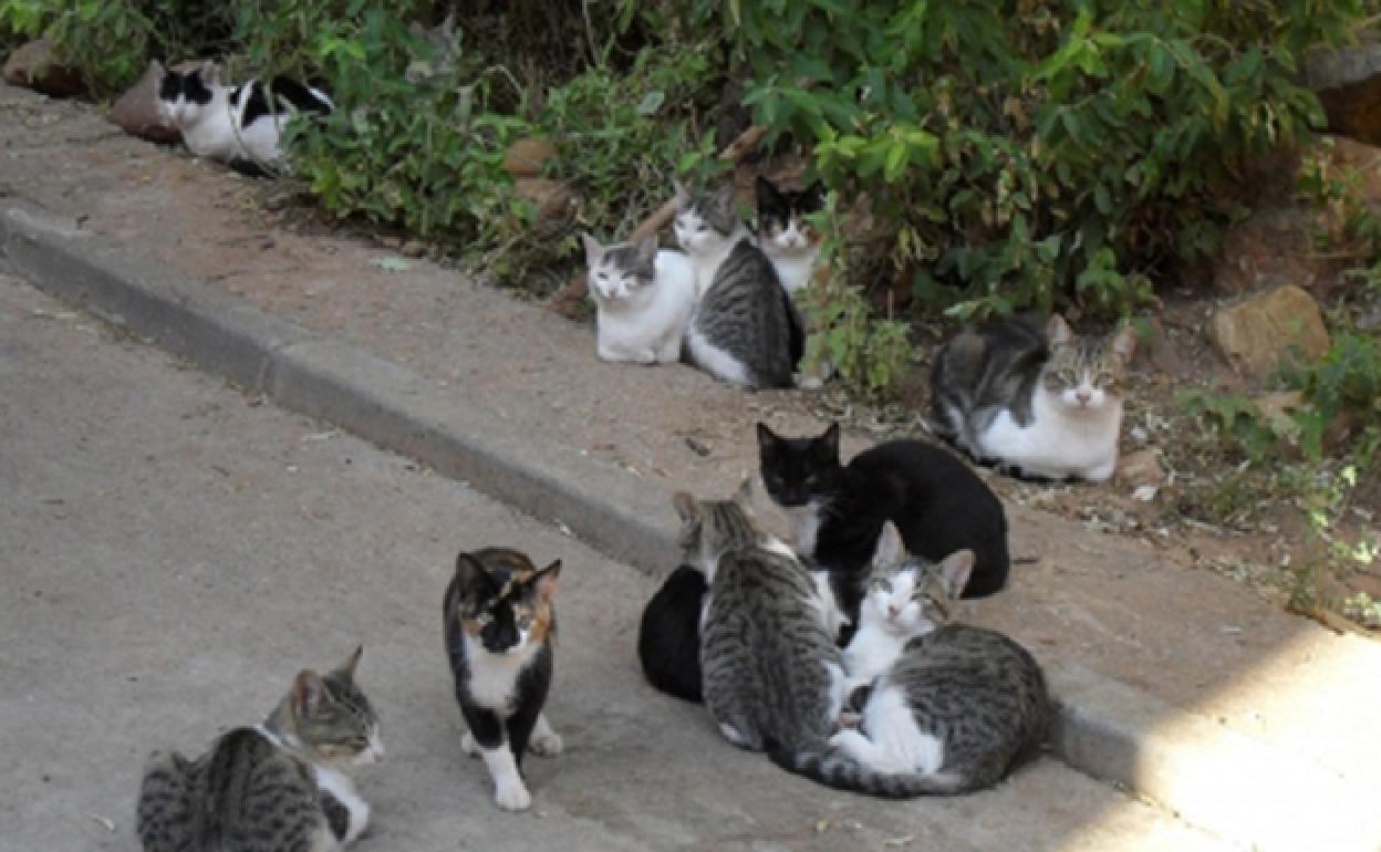 Una colonia felina de Xàtiva. 