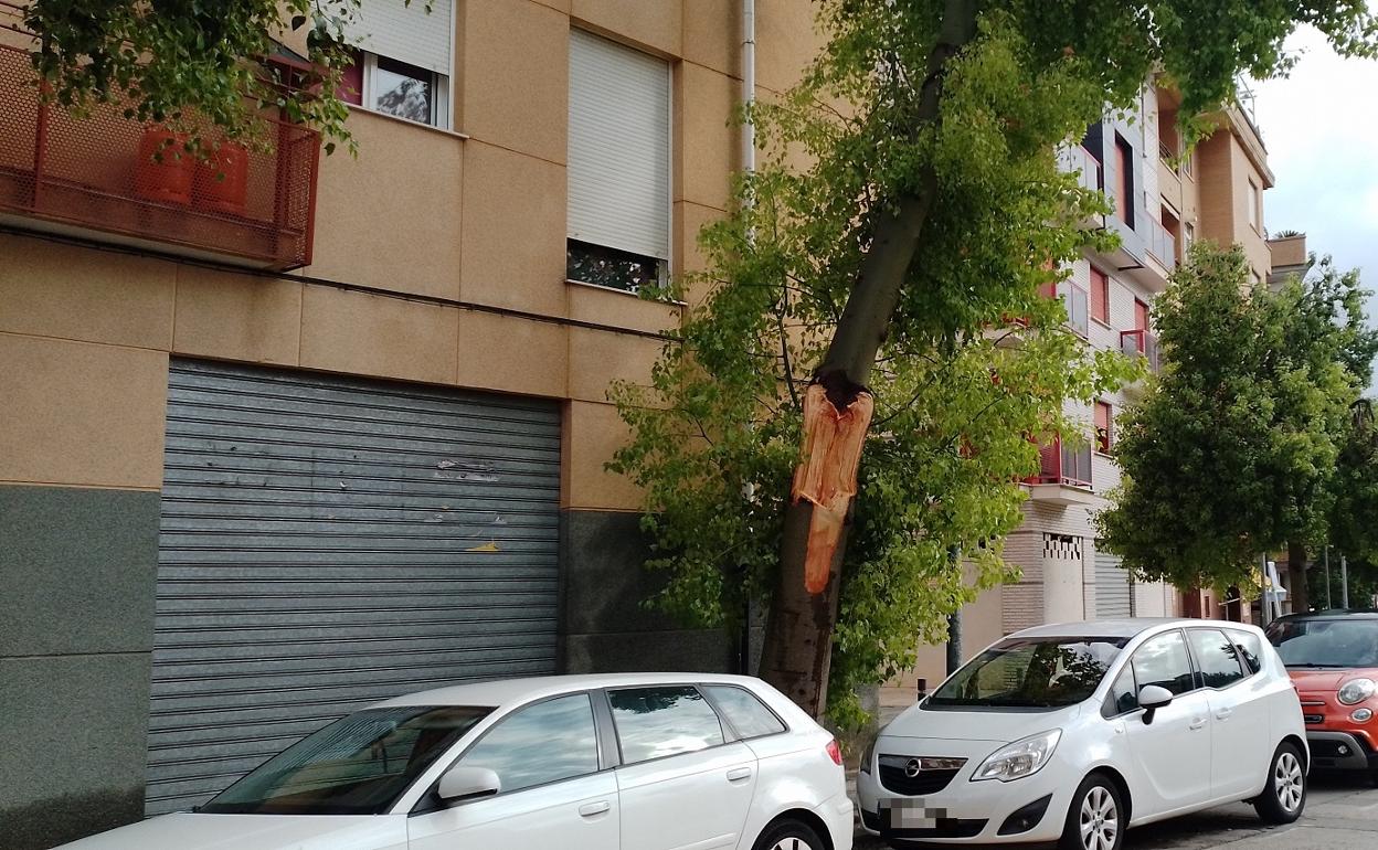 El árbol afectado por la lluvia y el viento en el que tuvieron que actuar los bomberos.