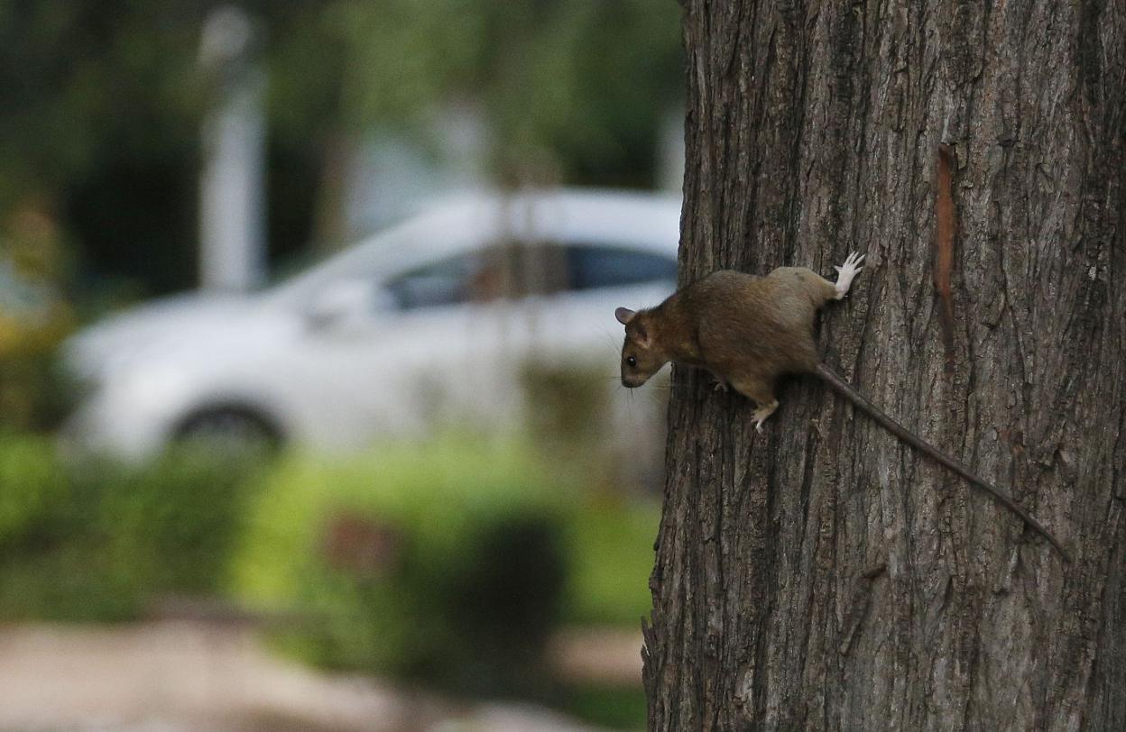 Una rata trepa por un árbol del jardín de Blasco Ibáñez. jesús signes