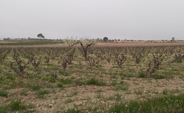 Viñedos de les Terres dels Alforins. 